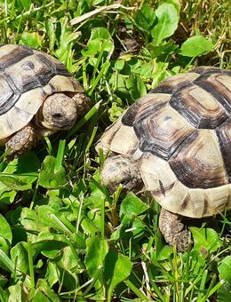 Landschildkröten Breitrand (marginata) - Jahrgang 2020 und 2021 - Salzweg