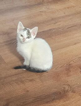 Süßes Kätzchen sucht Traumplatz - Triftern