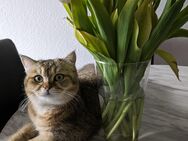 BKH Tabby Katze zu verkaufen - Bad Oeynhausen