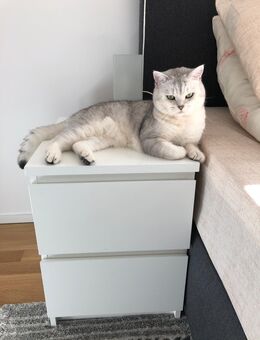 BKH Silver Tabby Shaded - Deckkater Blutgruppe - B - Frankfurt (Main) Niederrad