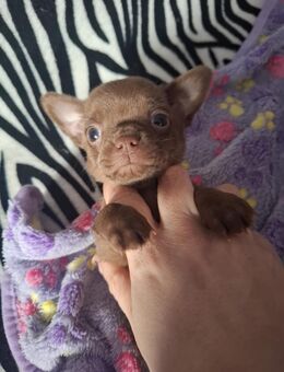 2 KH Chihuahua Welpen Jungs - Reiskirchen