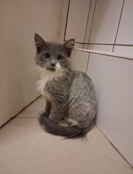 Süße Mischling Kitten abzugeben ! - Duisburg