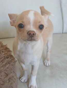 Zuckersüßer kurzhaar Chihuahua Rüde sucht ein schönes Zuhause - Schulzendorf
