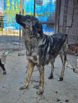 Zola - deine treue Seele? - Weilheim (Oberbayern)