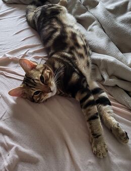 Bengal Mix BKH Deckkater - Troisdorf