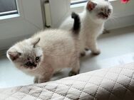 Süße Babykätzchen suchen ab dem 1. Juli ein liebevolles Zuhause! 🐾❤️ - Tostedt