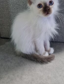 Heilige Birma Kitten ab 3.8. Abgabebereit - Lichtenstein