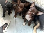 Chihuahuawelpen - Chemnitz