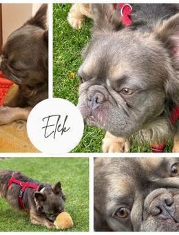 ELEK PP Bildhübscher Rüde sucht DICH - Neustadt (Rübenberge)