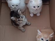 Perser - Maine Coon Kater, Kitten, Katzenjunge, Katzenbaby, Babykatzen, cats - Berlin