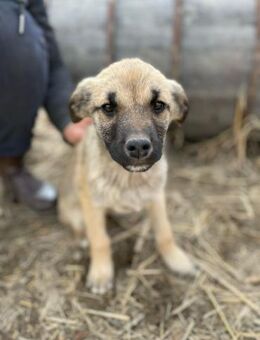FAMILIE FÜR BROWN FOXY GESUCHT - Bissingen