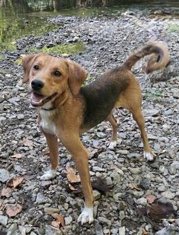 Anton - Weilmünster