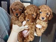 Toypudel Welpen von perfekten Elterntiere - Bramsche