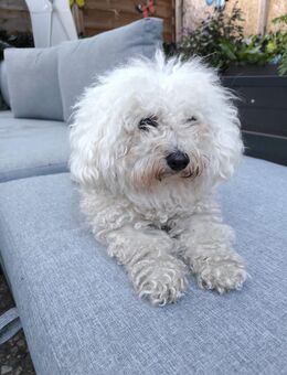 Bichon Frisee Dame - Neumünster