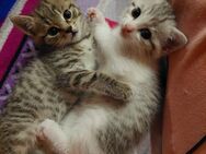 2 Kätzchen suchen ein neues Zuhause - Lonsee