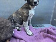 Junghund Leon II sucht sein Zuhause - Berlin