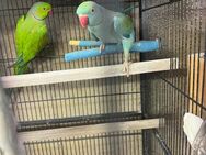 Ringneck parrots available - Landstuhl (Sickingenstadt)