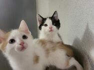 LANGHAAR MIX KITTEN BABYKATZEN - Wetterzeube