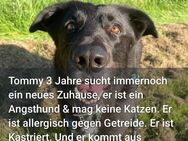 Tommy sucht erfahrene neue Besitzer - Cuxhaven