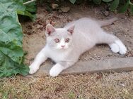 Bkh Junge in lilac white, trägt odd eyed und cinnamon - Dassel