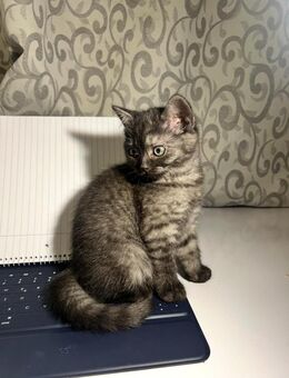 Katzen Kitten - Gladbeck Zentrum