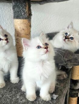 Unsere wunderschöne reinrassige Heiligebirmas Kitten suchen ab 25. August ihr neues Zuhause. - Aachen