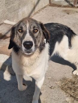 Tasso Der sanfte Kuschelbär - Eixen