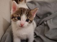 3 süße kitten abzugeben - Nürnberg