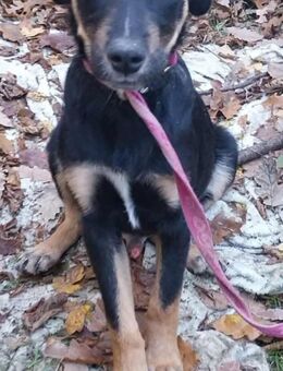 Ulf sucht Familienanschluss - Philippsburg