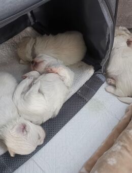 Malteser/Shih Tzu Welpen - Dortmund