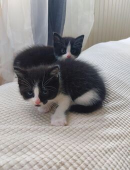 MIX BKH Kitten - Tamm