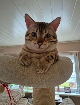 liebevolles Zuhause für Bengal-Kater Linus gesucht - Winsen (Luhe)