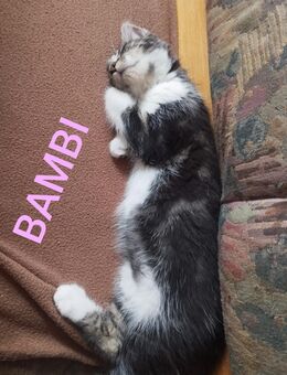 Maine Coon Mix Kitten/Katzenbaby suchen liebevolle Dosenöffner zum 26.07.2025 - Breitenfelde