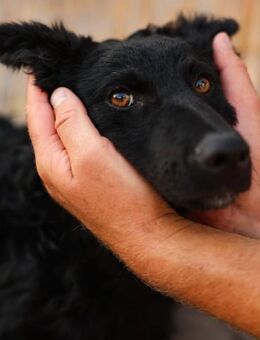 Rem sucht sein zu Hause - Ellerbek