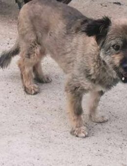 Morla sucht ein liebevolles Zuhause - Blankenheim (Nordrhein-Westfalen)