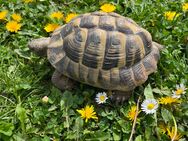 Griechische Landschildkröte Männchen 13 Jahre - Reinheim