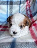 Havaneser Welpen suchen in 59872