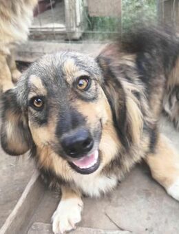 Kleinbleibender Koko - Tholey