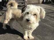 ❤️Lola...sucht ihr Für-immer-Zuhause! - Eutingen (Gäu)
