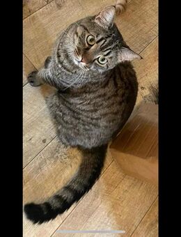 Main-Coon-BKH-Mix - Eisenach