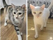 💕Traumpaar Little Stuart und Astra💕 - Eislingen (Fils)