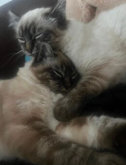 Zwei wundervolle Ragdoll-Brüder suchen gemeinsam ein neues Zuhause - Magdeburg