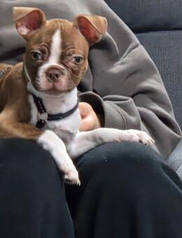 Boston terrier welpe noch 1 rüde - Wiesbaden