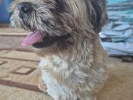 Pepper - noch neu im Tierheim - Kallmünz