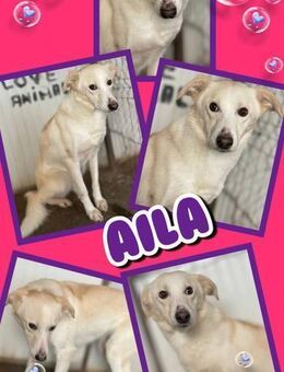 schöne Hündin Aila hofft auf ein Wunder - Nürnberg