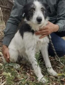 Reka 50 cm - Alpenrod