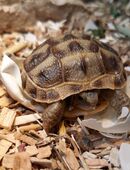 Russische Landschildkröten in 37619