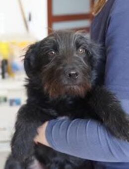 Linda ❤️ Schutzgebühr 500 Euro - Burgsinn