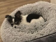 Deckrüde Chihuahua – 4 Jahre alt, ruhig & liebevoll - Feuerthalen