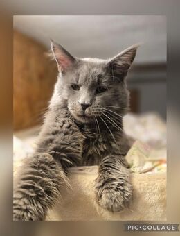 Maine Coon Kater - Herzberg (Harz)